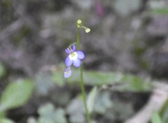 Lobelia berlandieri