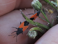 Melanopleurus belfragei