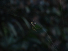 Leucauge regnyi