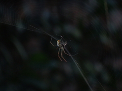 Leucauge regnyi