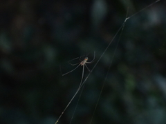 Leucauge regnyi