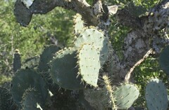 Opuntia alta