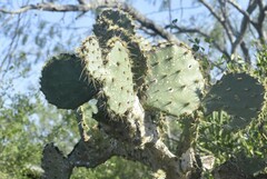 Opuntia alta