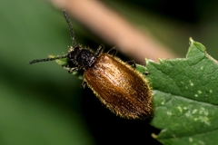Lagria