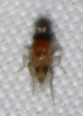 Apocephalus
