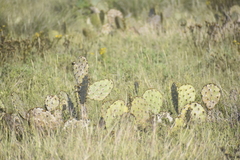 Opuntia gomei
