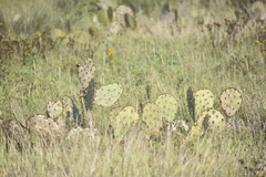 Opuntia gomei