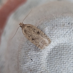 Agonopterix yeatiana