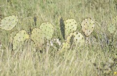 Opuntia gomei