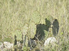 Opuntia gomei
