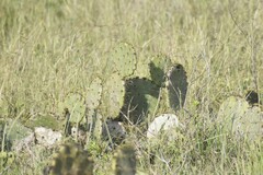 Opuntia gomei