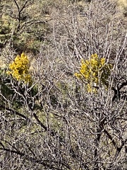 Phoradendron macrophyllum
