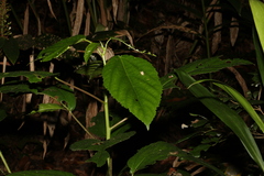 Dendrocnide photiniiphylla