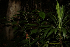 Dendrocnide photiniiphylla