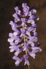 Vicia villosa villosa