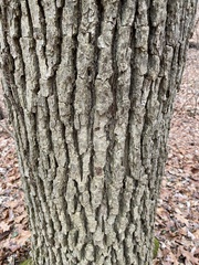 Liriodendron tulipifera