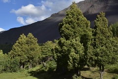 Austrocedrus chilensis