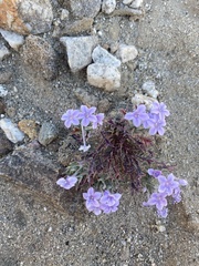 Langloisia setosissima setosissima