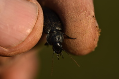 Licinus