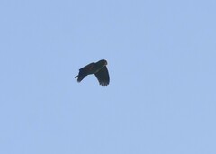 Amazona albifrons