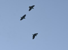 Amazona viridigenalis