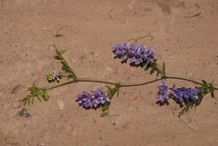Vicia villosa villosa