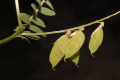 Vicia villosa villosa