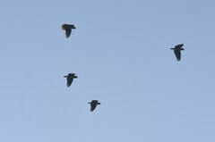 Amazona viridigenalis