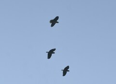 Amazona viridigenalis