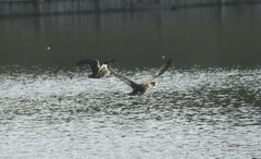 Anas fulvigula maculosa