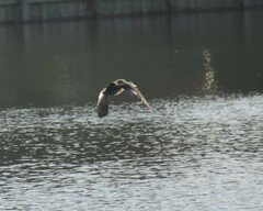 Anas fulvigula maculosa