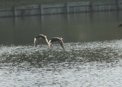 Anas fulvigula maculosa