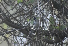 Baeolophus atricristatus