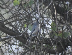 Baeolophus atricristatus