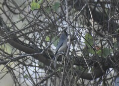 Baeolophus atricristatus