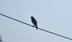 Buteo lineatus texanus