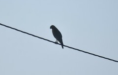 Buteo lineatus texanus