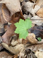 Hydrophyllum appendiculatum