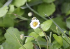 Erigeron procumbens