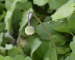 Erigeron procumbens