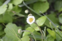 Erigeron procumbens