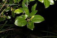 Acronychia pauciflora