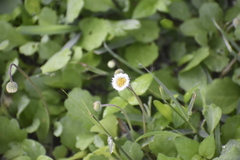 Erigeron procumbens