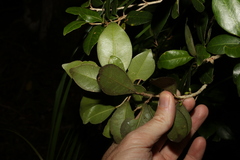 Acronychia pauciflora