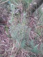 Baccharis coridifolia