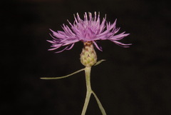 Centaurea stoebe australis