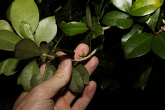 Acronychia pauciflora