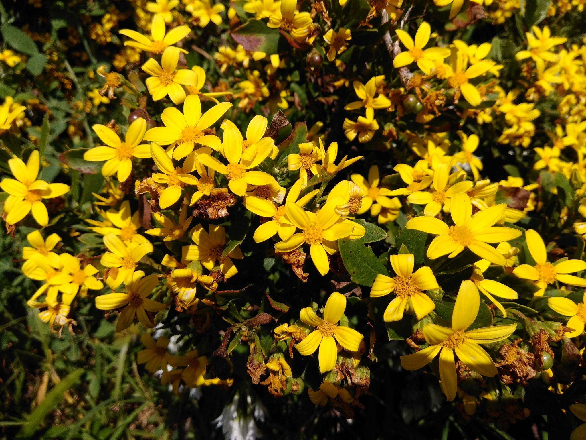 Osteospermum