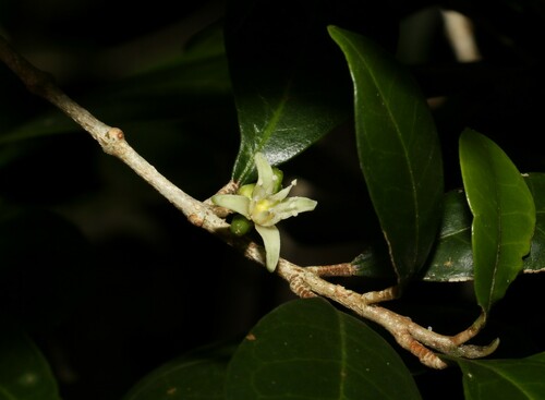 Image of Acronychia pauciflora by (c) Greg Tasney, some rights reserved (CC BY-SA)