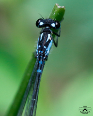 Cyanallagma interruptum